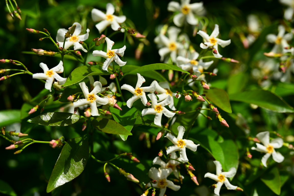Trachelospermum asiaticum トラケロスペルマム　アジアティクム　（テイカカズラ）