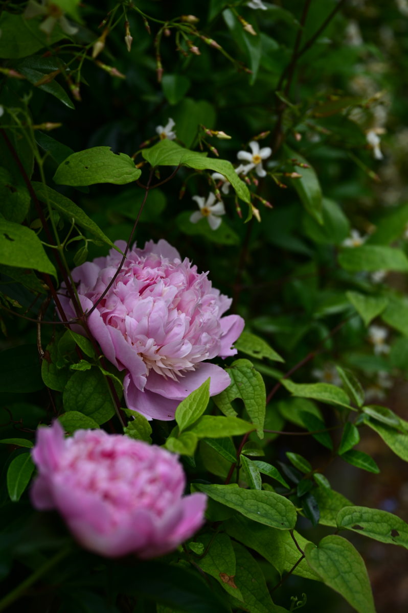 Paeonia lactiflora ‘Sorbet’ パエオニア　ラクチフローラ　’ソルベット’　（シャクヤク）