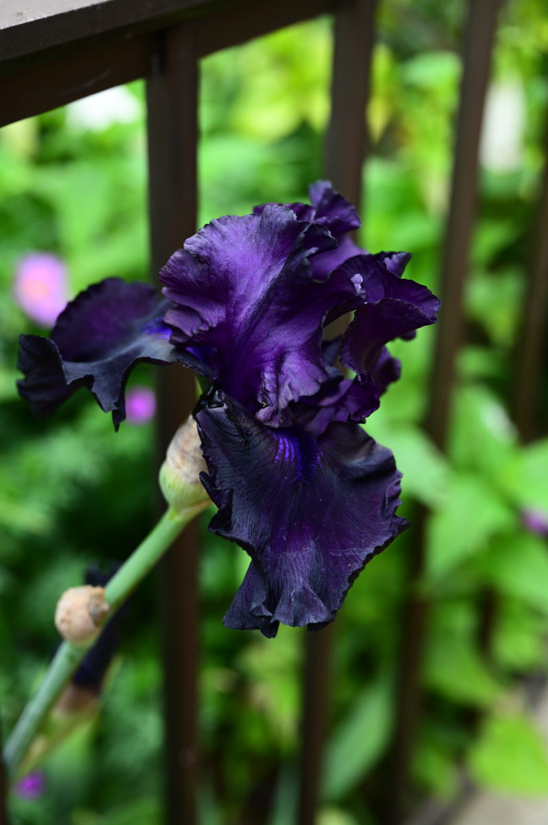 Iris hybrid ‘Hello Darkness’ イリス　‘ハローダークネス’ （ジャーマンアイリス／ベアデッドアイリス）