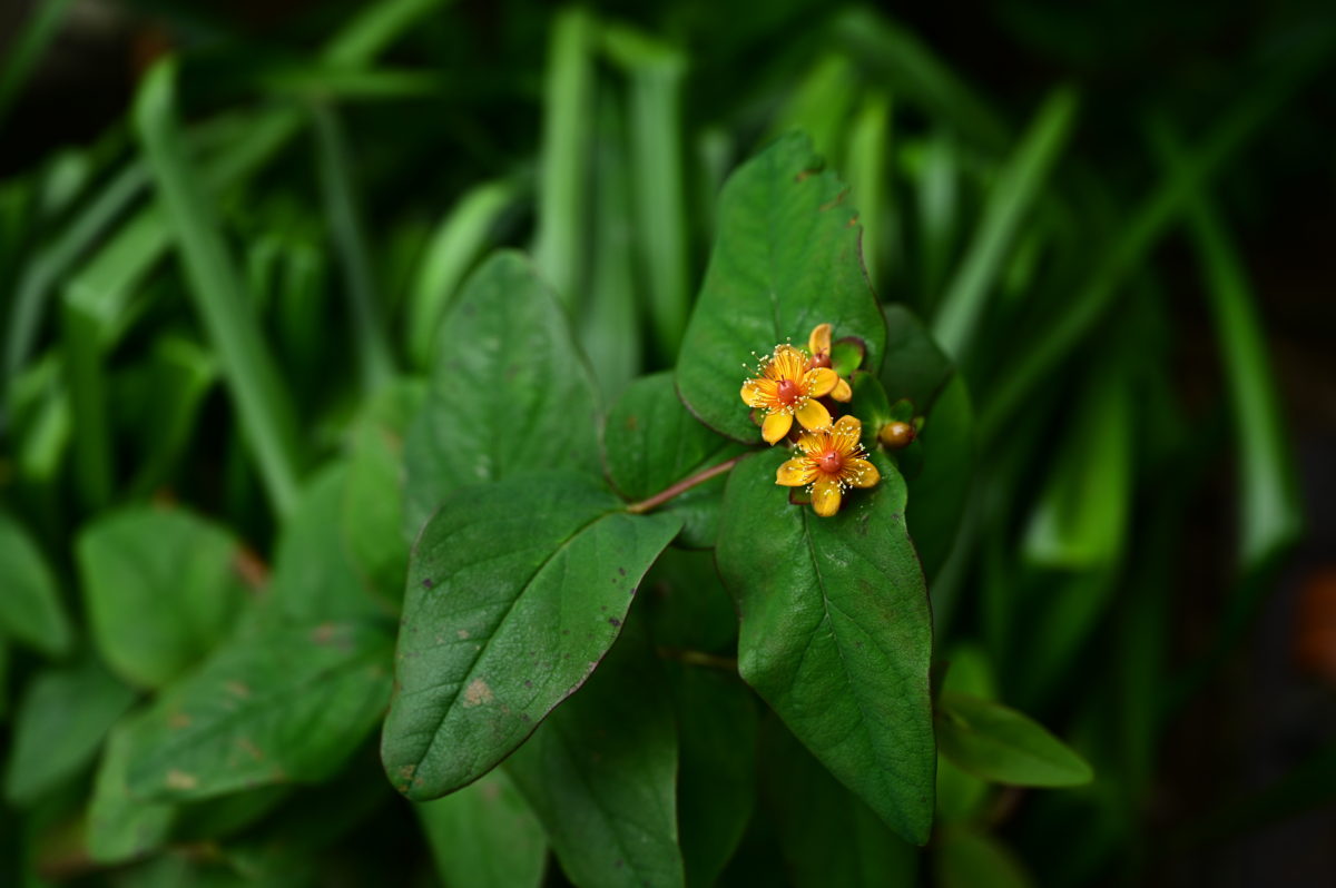 Hypericum androsaemum ‘Albury Purple’ ヒペリクム　アンドロサエムム　’アルブリーパープル’ （コボウズオトギリ） 