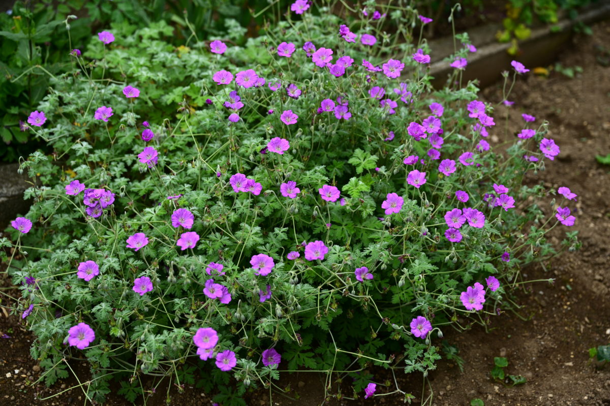 Geranium harvey　ゲラニウム　ハルベイ