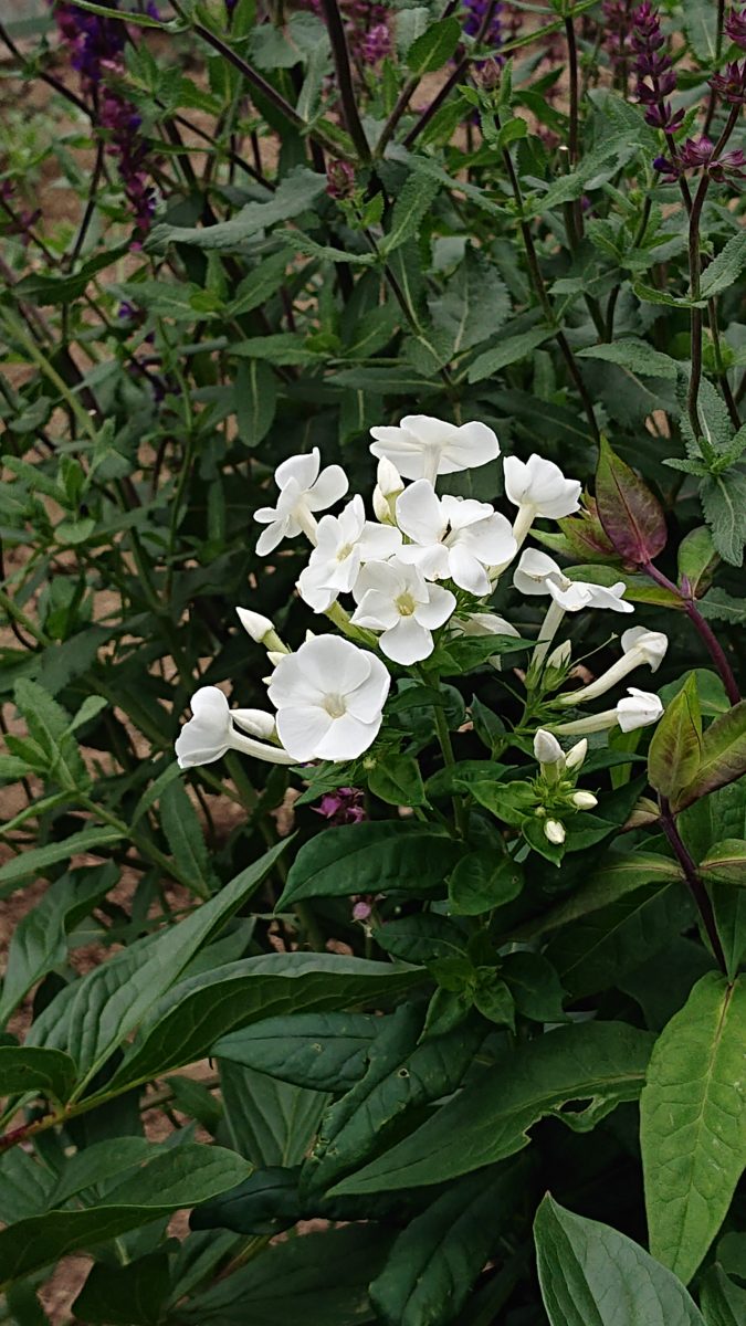 Phlox ‘Daniella’ フロックス　‘ダニエラ’ 