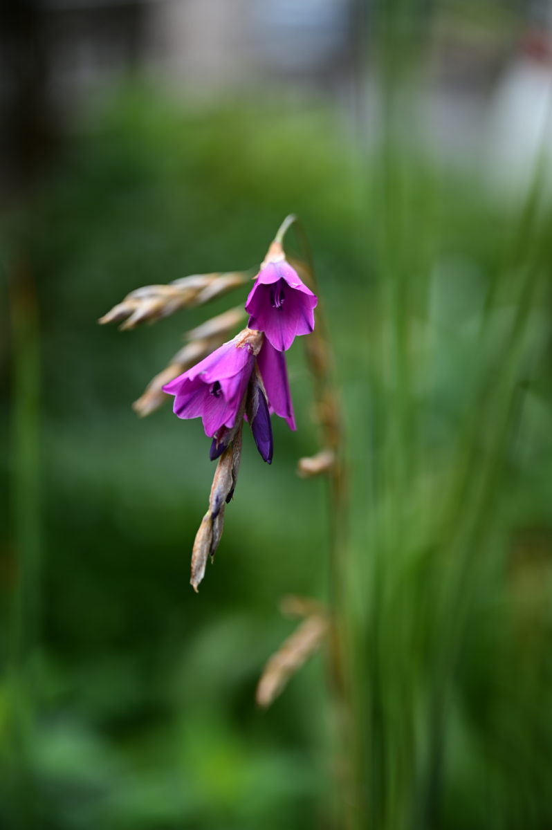 Dierama　ディエラマ