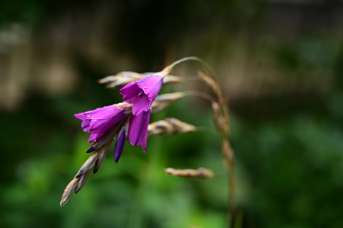 Dierama　ディエラマ