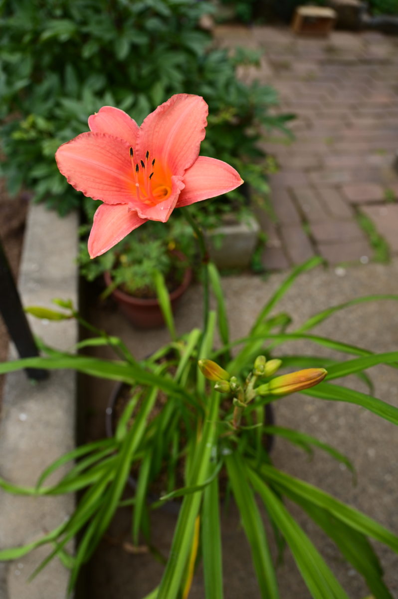 Hemerocallis ‘Otome-gokoro’ ヘメロカリス　‘乙女心’ 