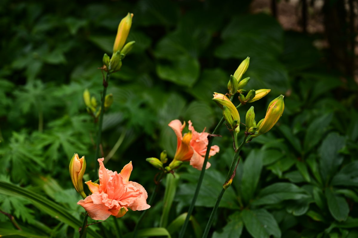 Hemerocallis ‘Siloam Double Classic’ ヘメロカリス　‘セロアムダブルクラッシック’