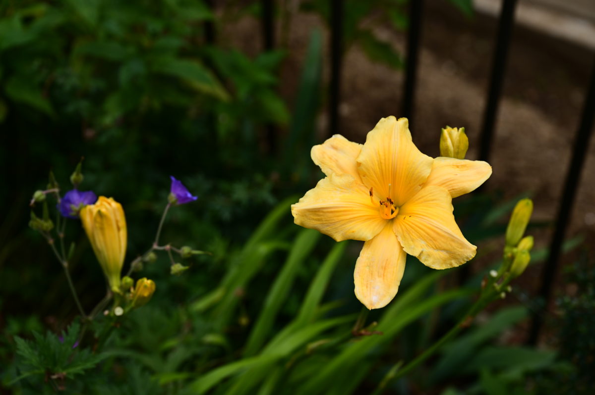 Hemerocallis ‘Long Feels Beauty’ ヘメロカリス　‘ロングフィールズビューティ’