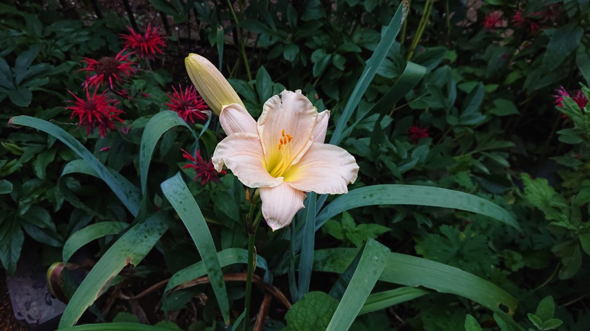 Hemerocallis ‘Dreamworld’ ヘメロカリス　‘ドリームワールド’