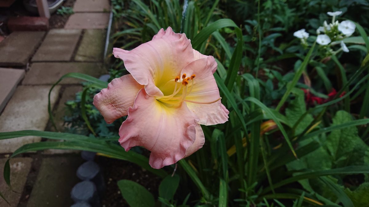 Hemerocallis ‘Scintillation in Pink’ ヘメロカリス　‘シンチレイションインピンク’