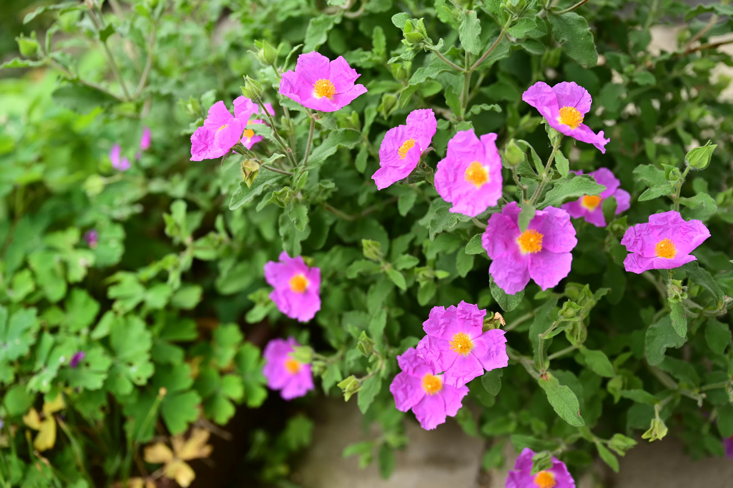 Cistus���������������å�������