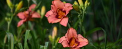 Hemerocallis ‘Lady Dancer’ ヘメロカリス ‘レディダンサー’ ソフトでは未加工