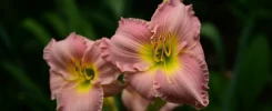 Hemerocallis