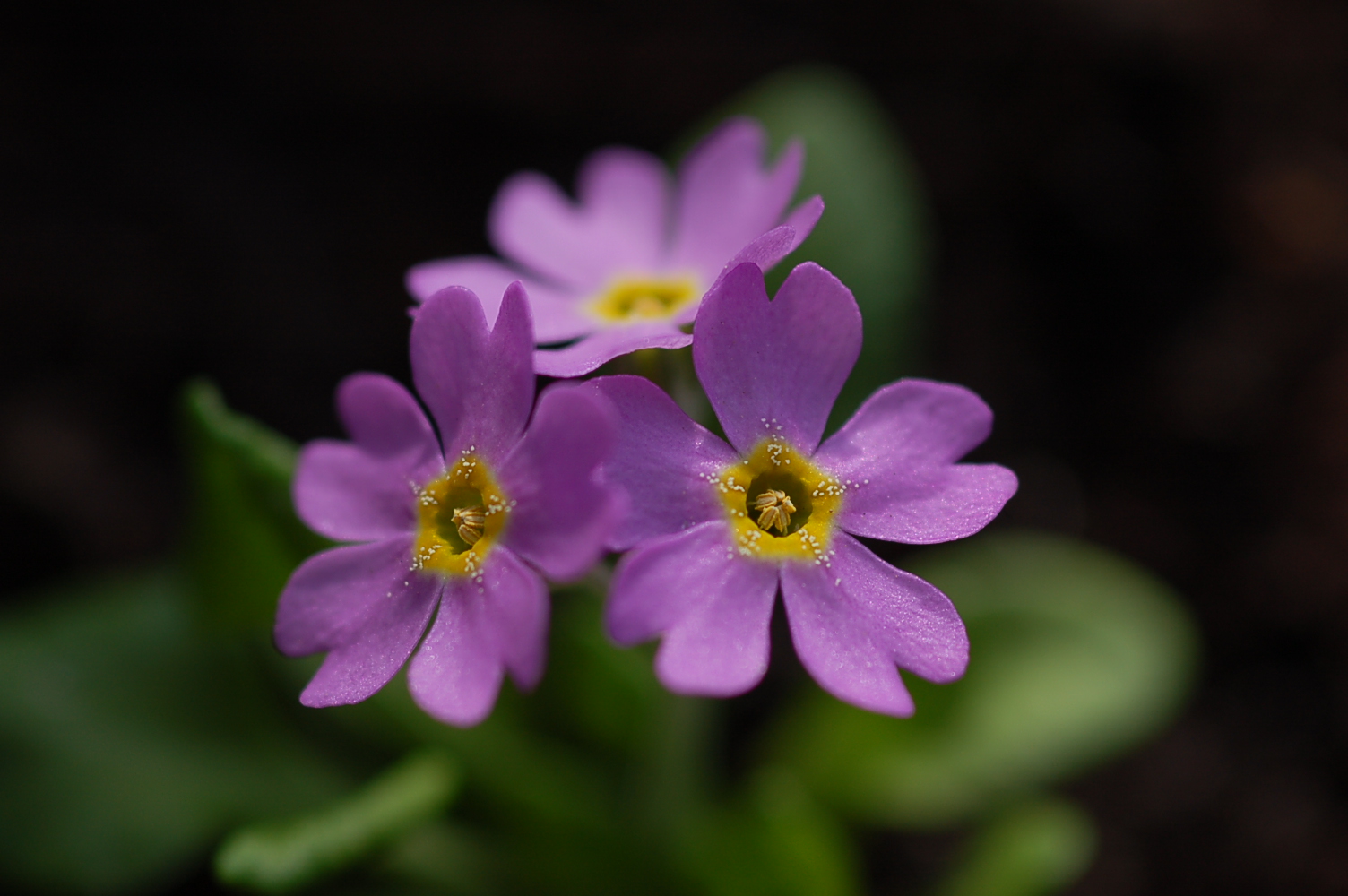 primula modesta image