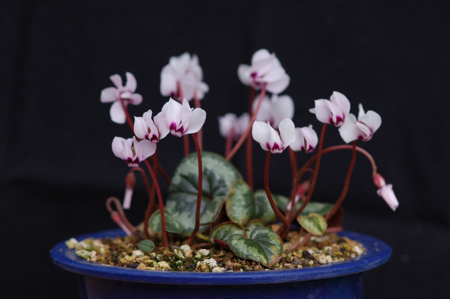 cyclamen coum subsp. caucasicum image