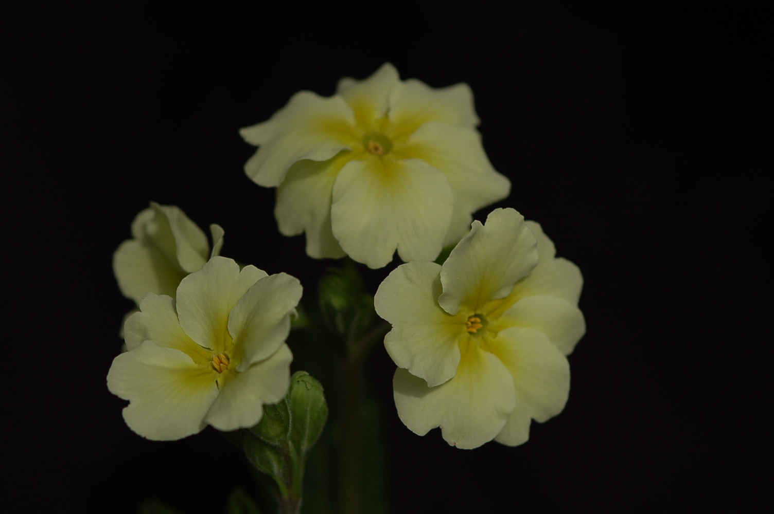 p_Chartreuse image 3