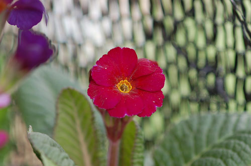 Cowichan Primula Image