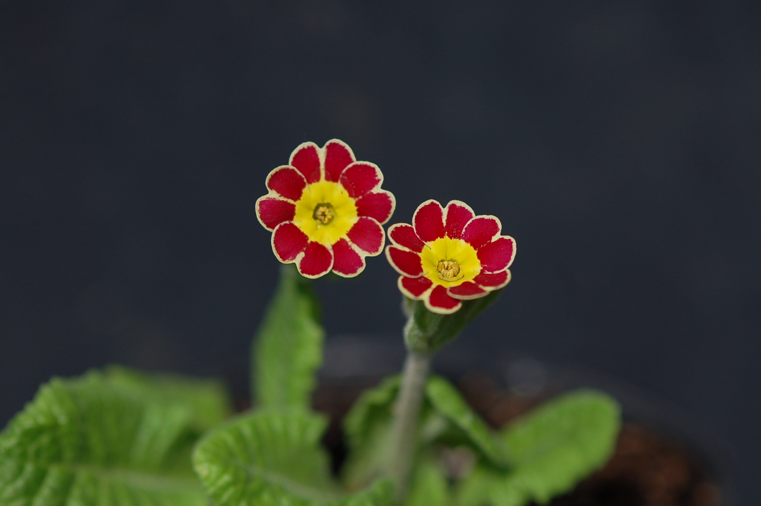 primula x polyantha Gold Laced 'Gilded Ginger' image