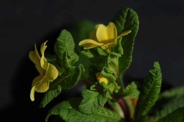 Primula 'Jack in the Green' Image