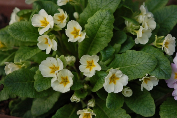 Primula 'Jack in the Green' Image