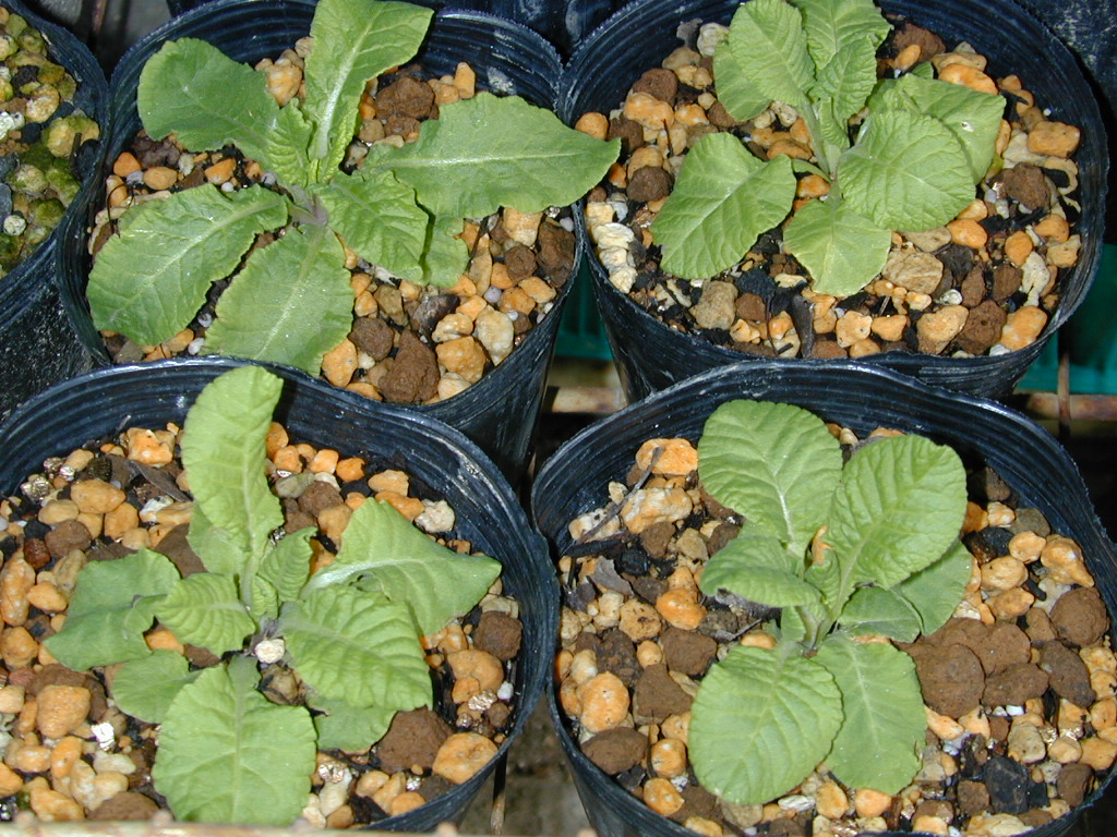 p_Victorian Gold Lace image 1