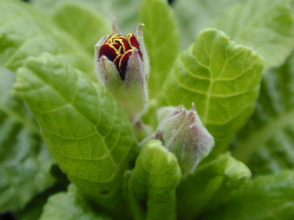 p_Victorian Gold Lace image 2