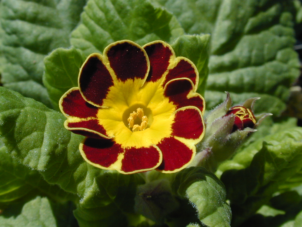 p_Victorian Gold Lace image 3