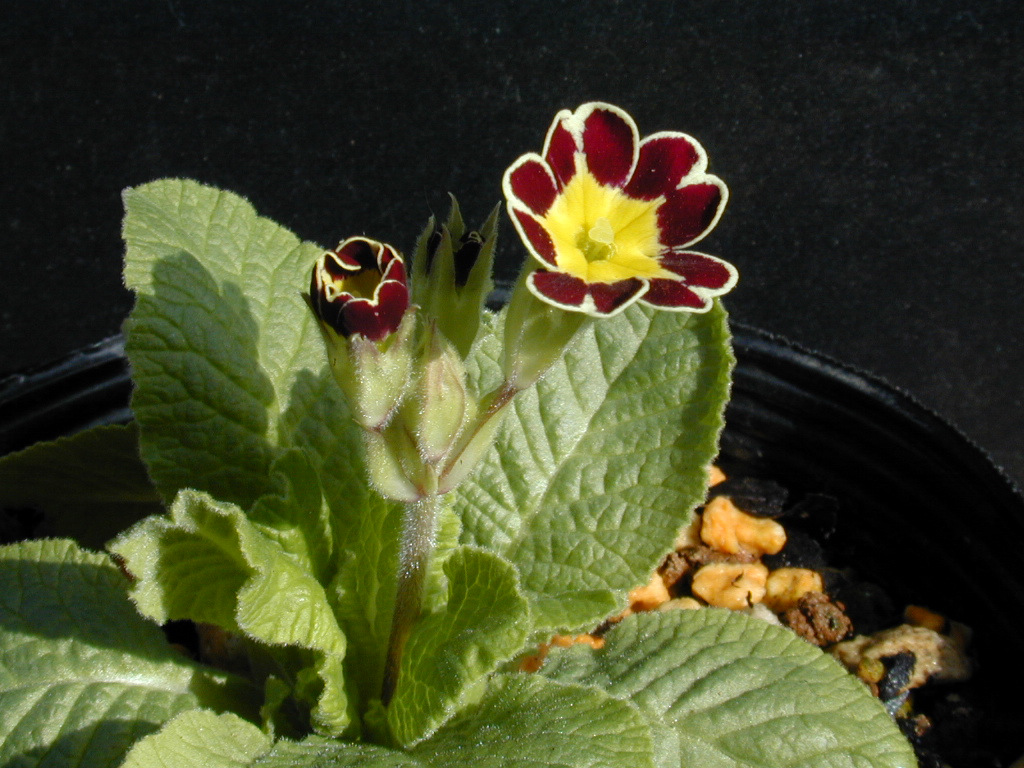 p_Victorian Gold Lace image 4