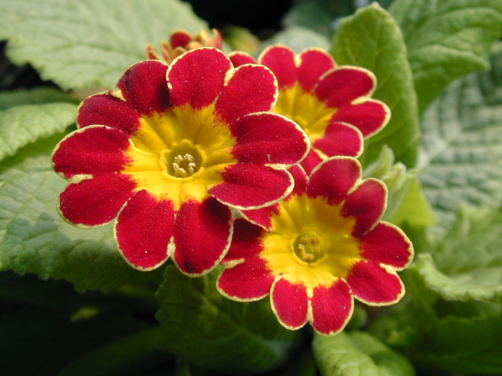 p_Victorian Gold Lace image 8