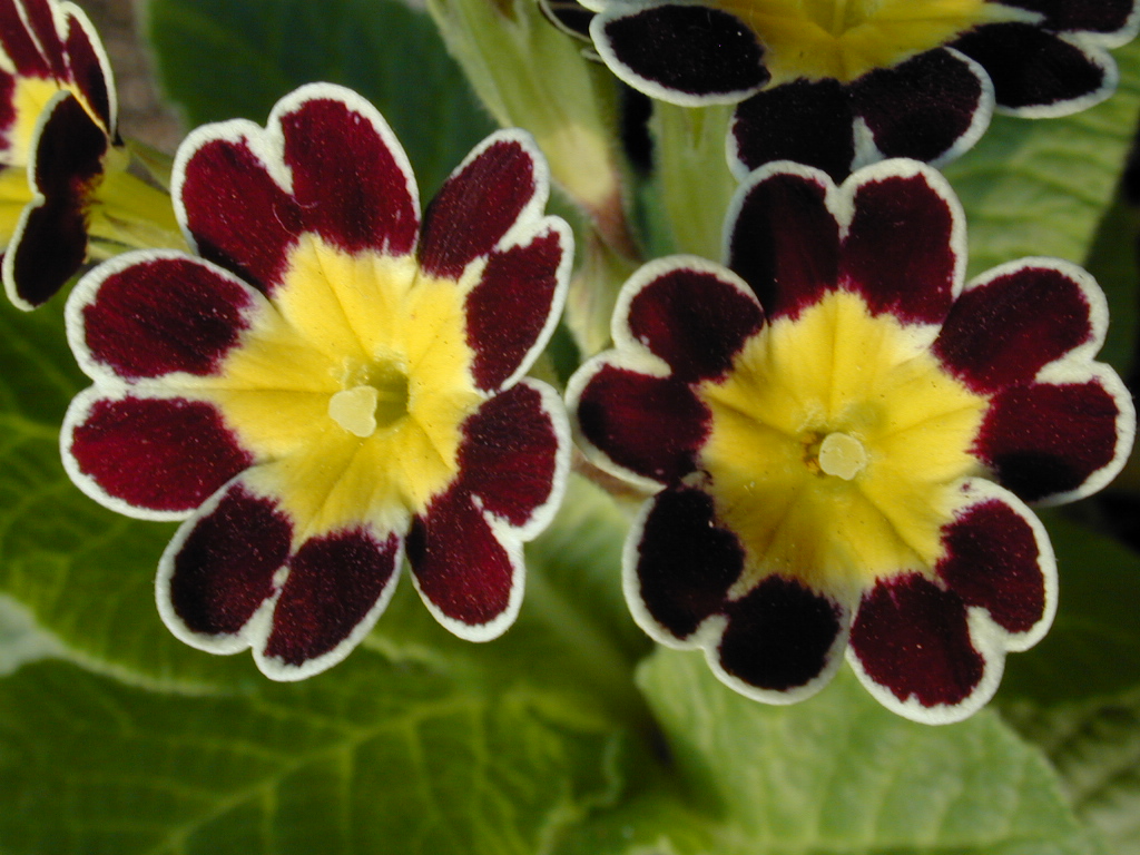 p_Victorian Gold Lace image 9