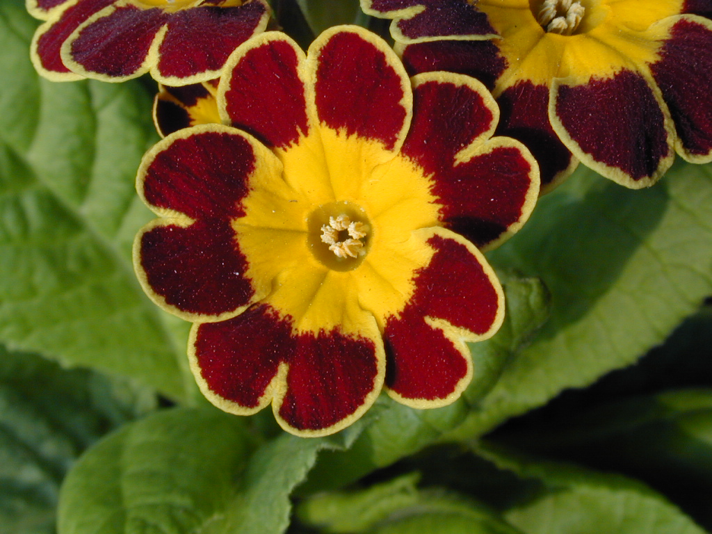 p_Victorian Gold Lace image 11