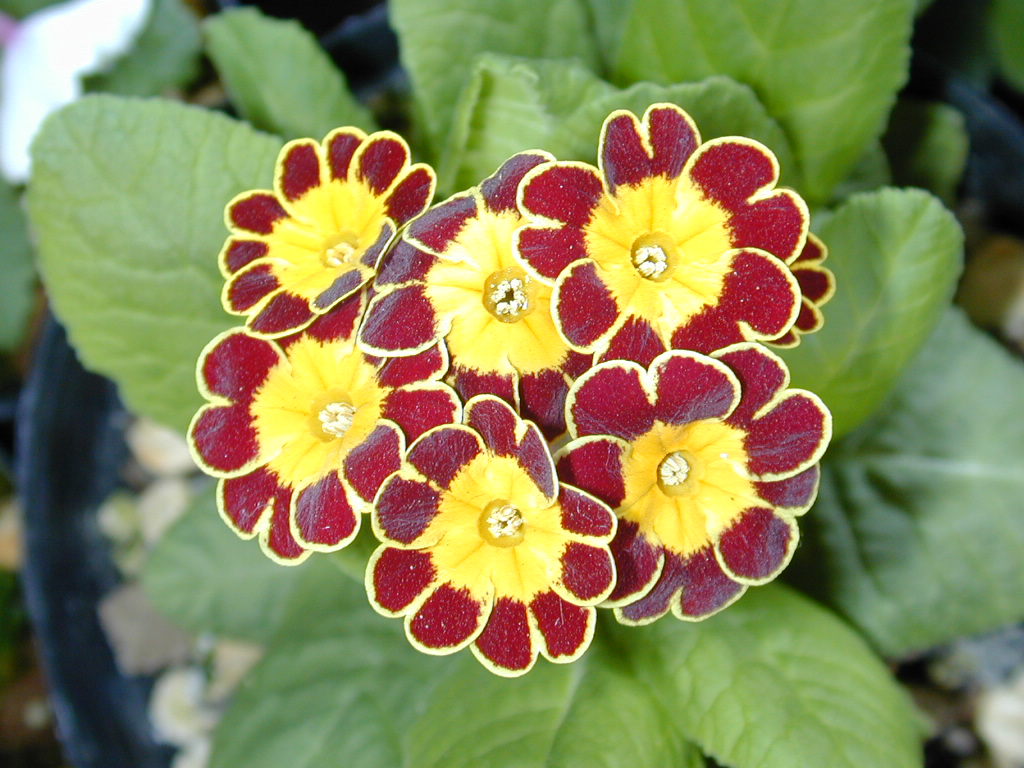 p_Victorian Gold Lace image 13