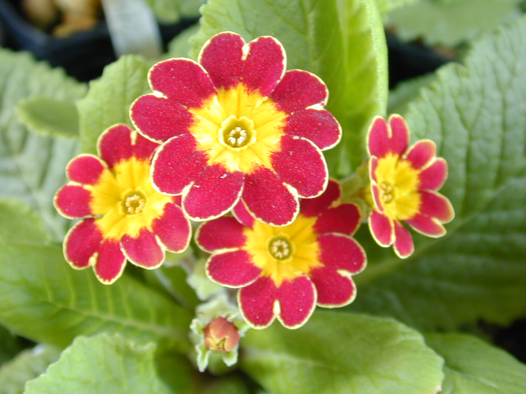 p_Victorian Gold Lace image 14