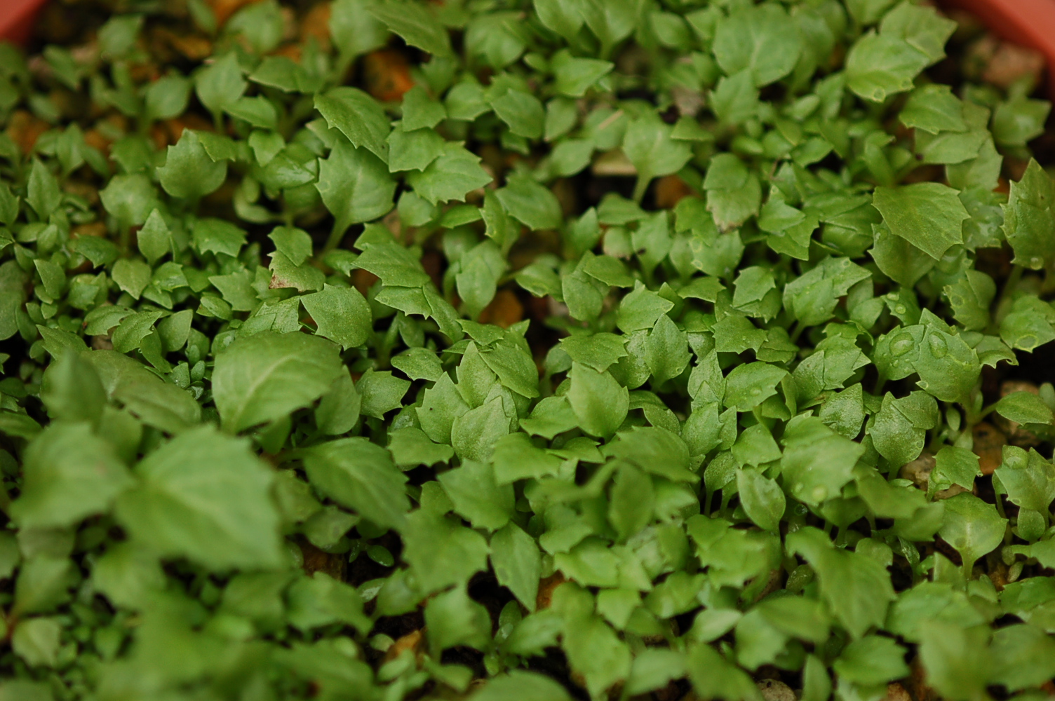 p_burmanica image 12