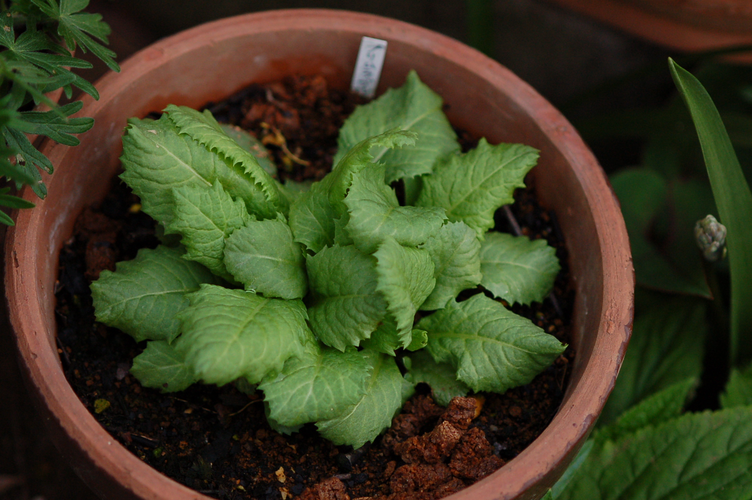 p_burmanica image 14