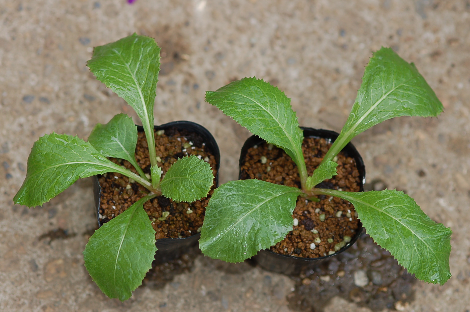 p_burmanica image 11