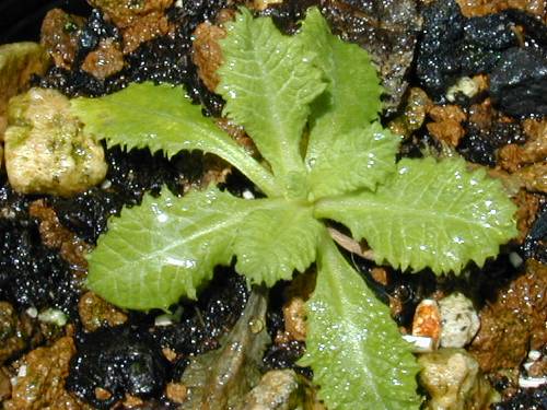Primula capitata subsp. mooreana Image