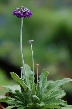 p_capitata_subsp_mooreana image 21