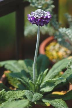 p_capitata_subsp_mooreana image 22