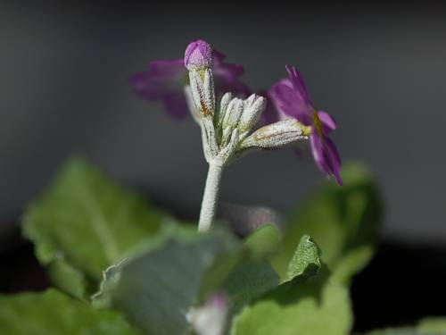 Primula darialica Image