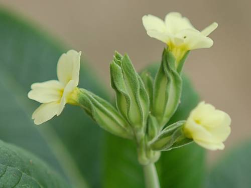 Primula elatior subsp. pallasii Image