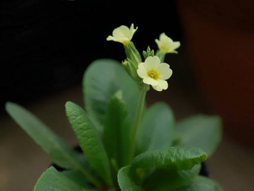 Primula elatior subsp. pallasii Image