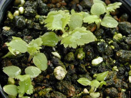 Primula filchnerae Image