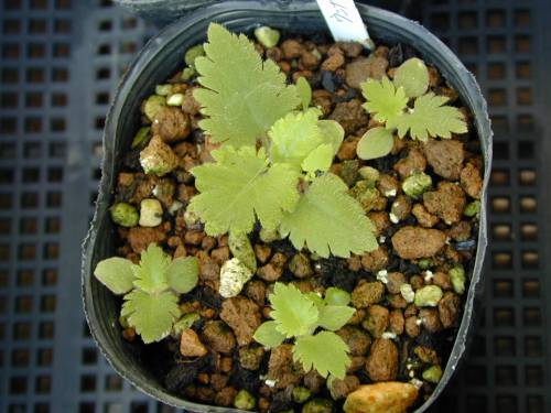 Primula filchnerae Image