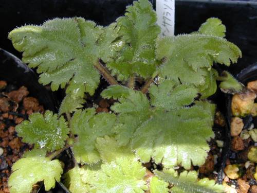 Primula filchnerae Image