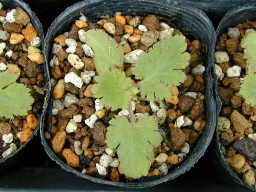 Primula filchnerae Image