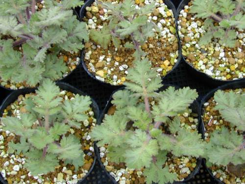 Primula filchnerae Image