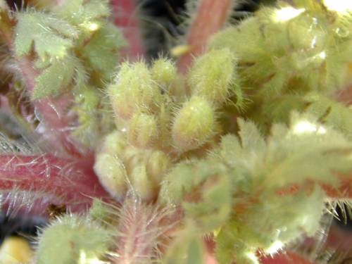 Primula filchnerae Image