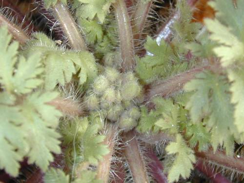 Primula filchnerae Image