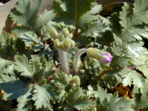 Primula filchnerae Image