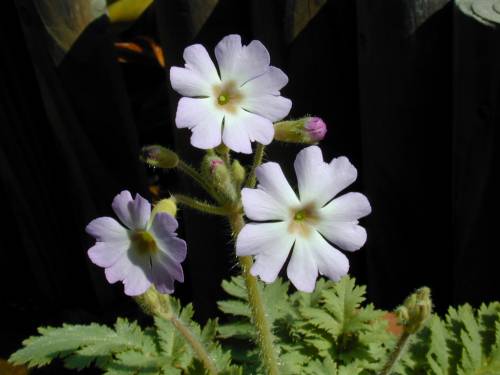 Primula filchnerae Image
